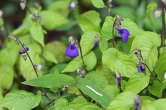 Rhynchoglossum obliquum